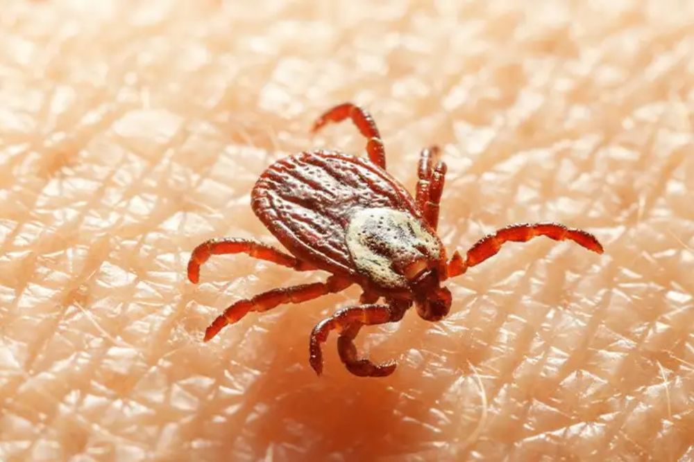 A tick on human skin, illustrating the necessity for effective pest control services in Chicago, IL.